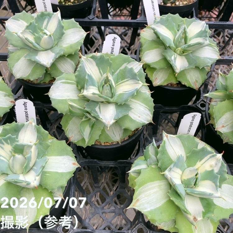 アガベ 3.5号 王妃雷神｜観葉10-TU | 観葉・多肉,アガベ | 赤塚植物園
