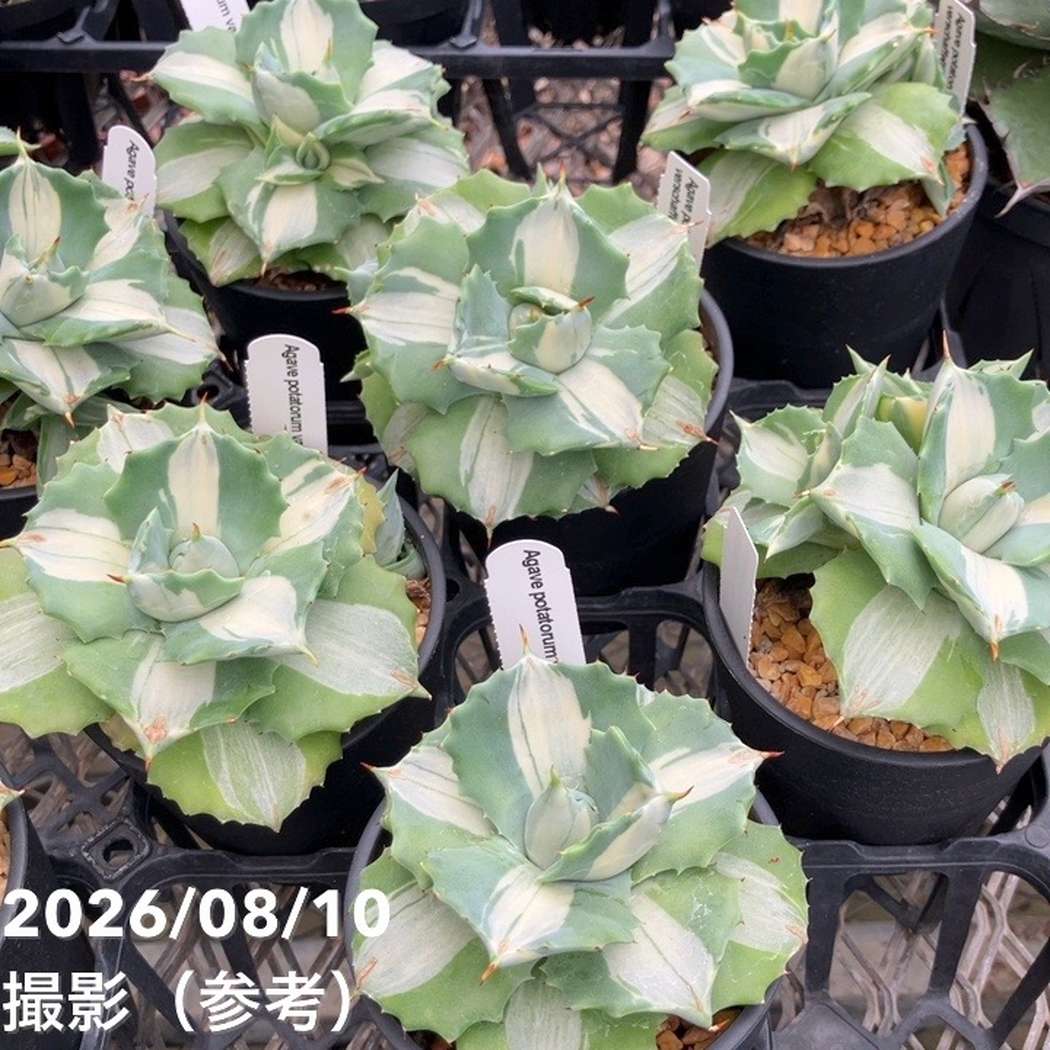 アガベ 3.5号 王妃雷神｜観葉10-TU | 観葉・多肉,アガベ | 赤塚植物園