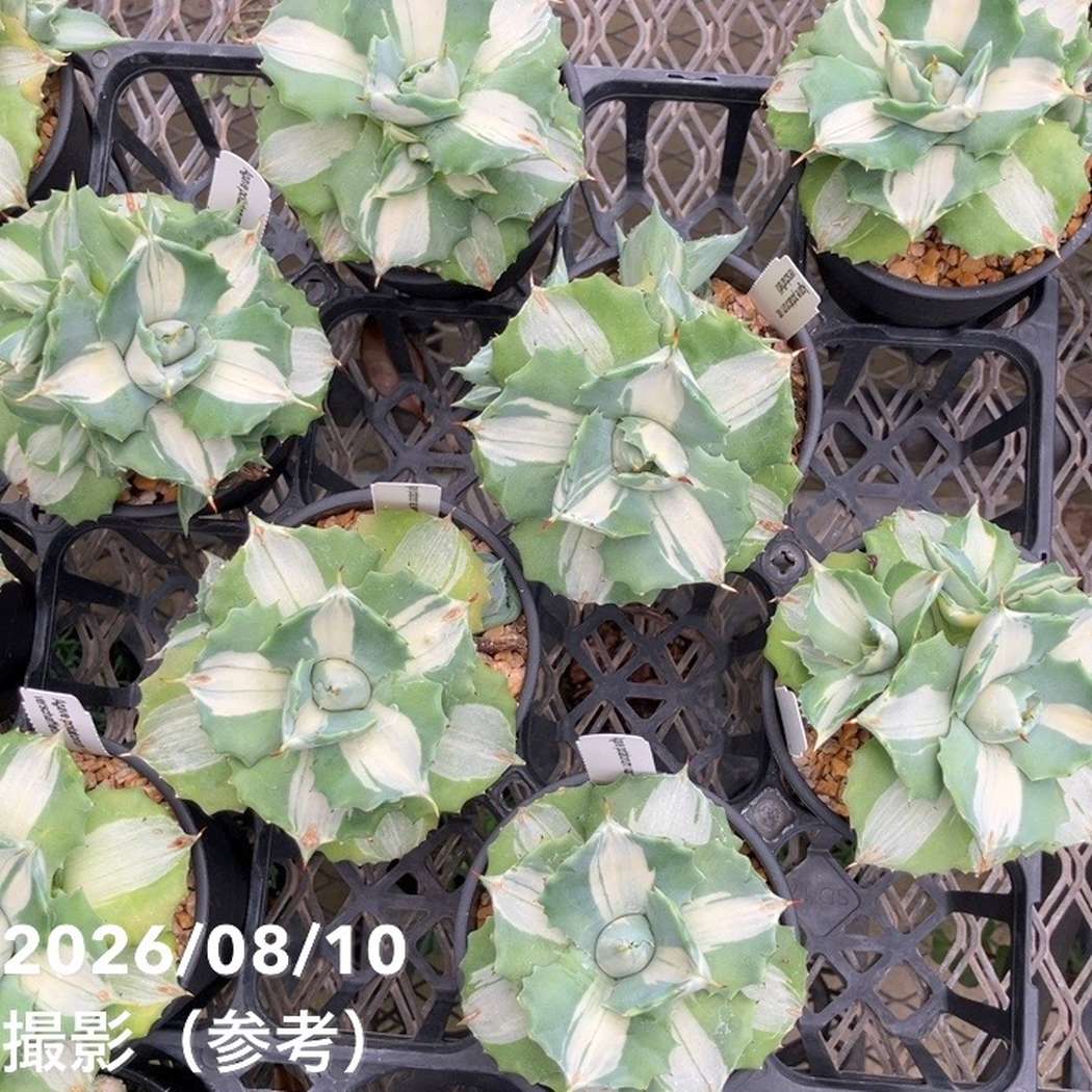 アガベ 3.5号 王妃雷神｜観葉10-TU | 観葉・多肉,アガベ | 赤塚植物園