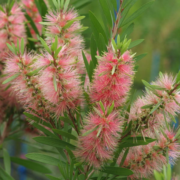 カリステモン ピンクシャンペン 5号 ※お届けに10日程度かかる場合が