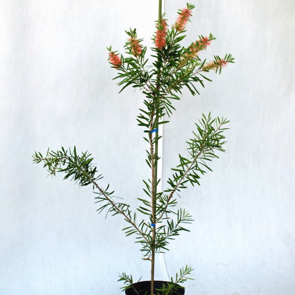 カリステモン ピンクシャンペン 5号 ※お届けに10日程度かかる場合が