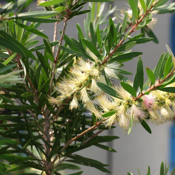 カリステモン ピンクシャンペン 5号 ※お届けに10日程度かかる場合が