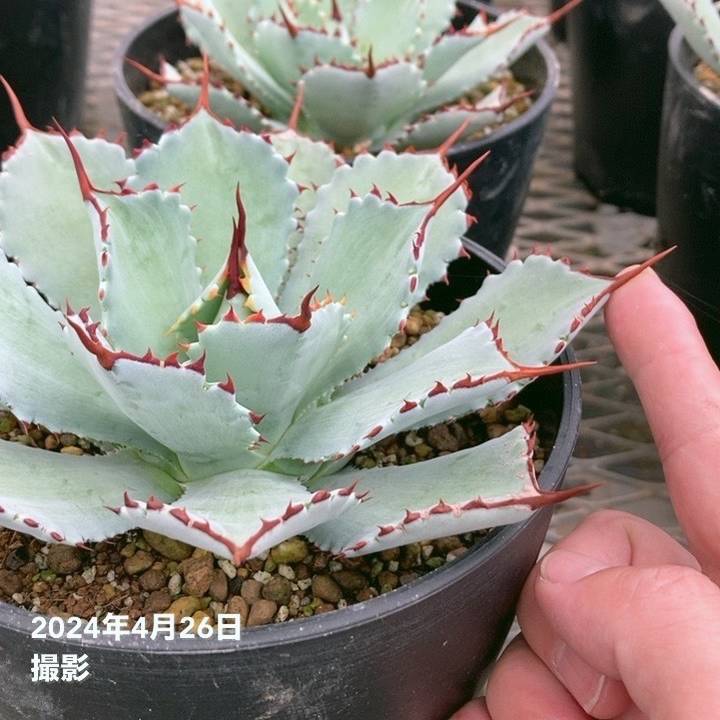 アガベ 5号 ポタトラム 吉祥冠 potatorum Kichijokan｜観葉01-D1