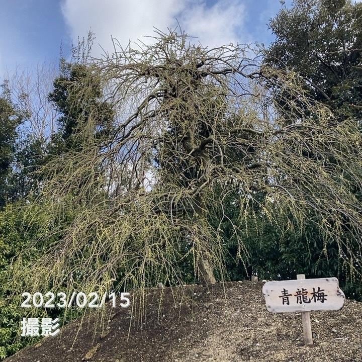 数量限定】鈴鹿の森庭園 しだれ梅名木「青龍」接ぎ木苗 4号