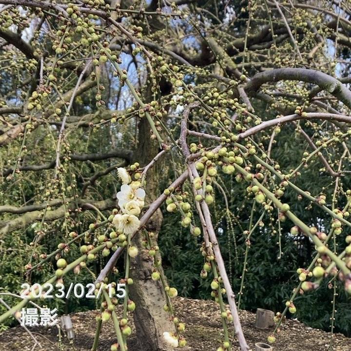 青シダレ梅（かなり年数持ち込み古いです）庭木 青シダレ梅（かなり