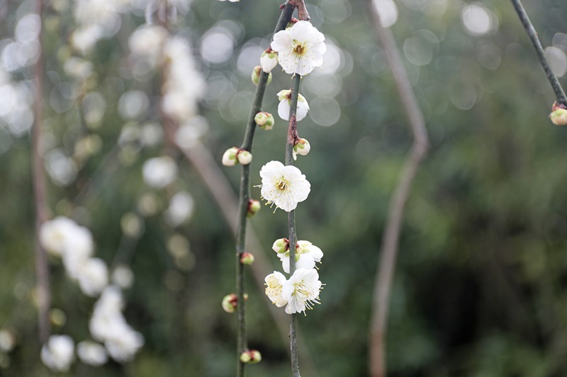 数量限定】鈴鹿の森庭園 しだれ梅名木「青龍」接ぎ木苗 4号ロング