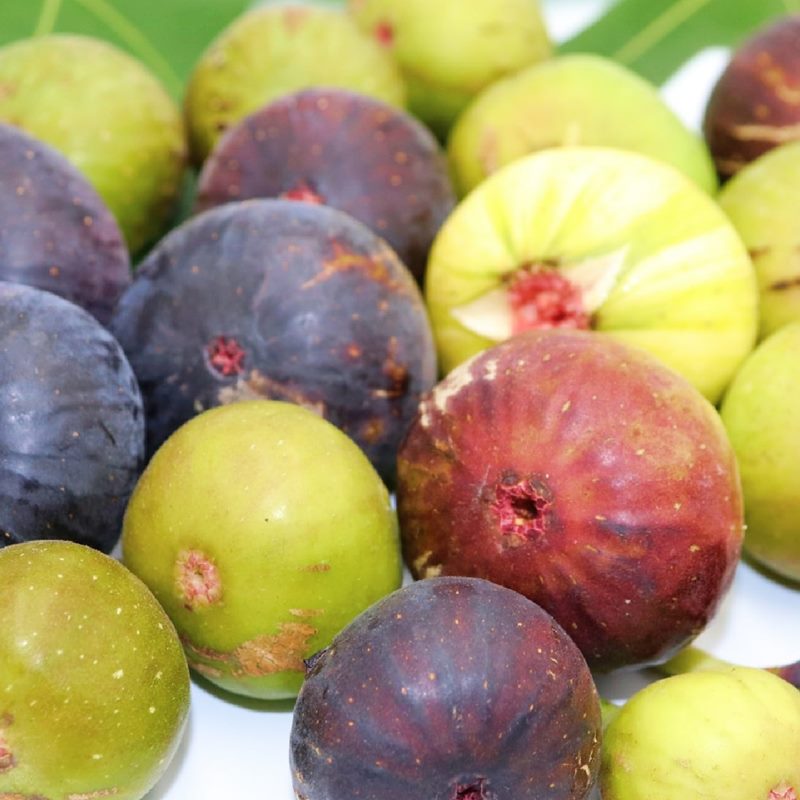 イチジク ビオレソリエス 6号 ※実無し｜果樹10-TU | 果樹,イチジク