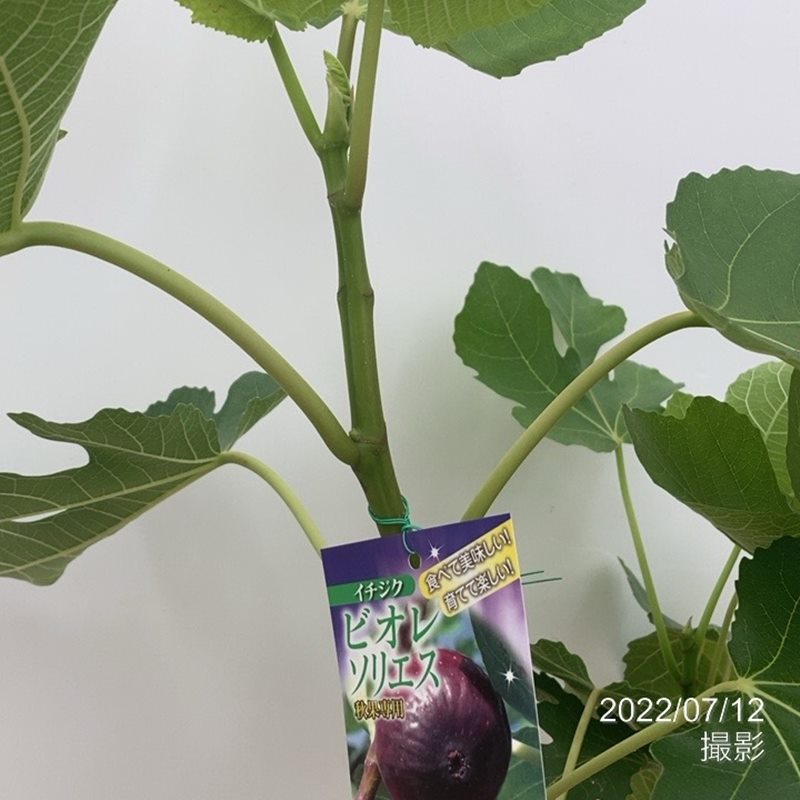 イチジクの木 イチジク ゼブラスィート 6号 ※実無し｜果樹10-TU | 果樹,イチジク