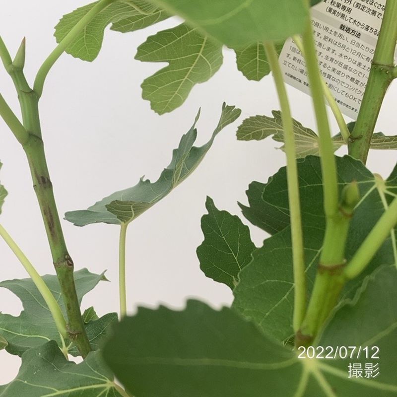 イチジク ビオレソリエス 6号 ※実無し｜果樹10-TU | 果樹,イチジク