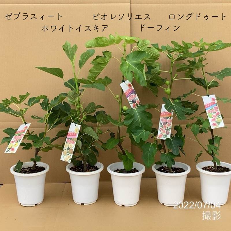 決算P5倍！10%OFF！8/2まで】イチジク ビオレソリエス 6号 ※実無し