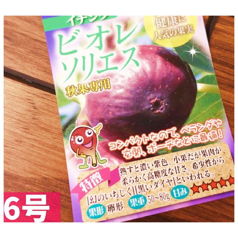 イチジク 『 ビオレソリエス 』 13.5cmポット苗 : 花と緑の専門店 土っ