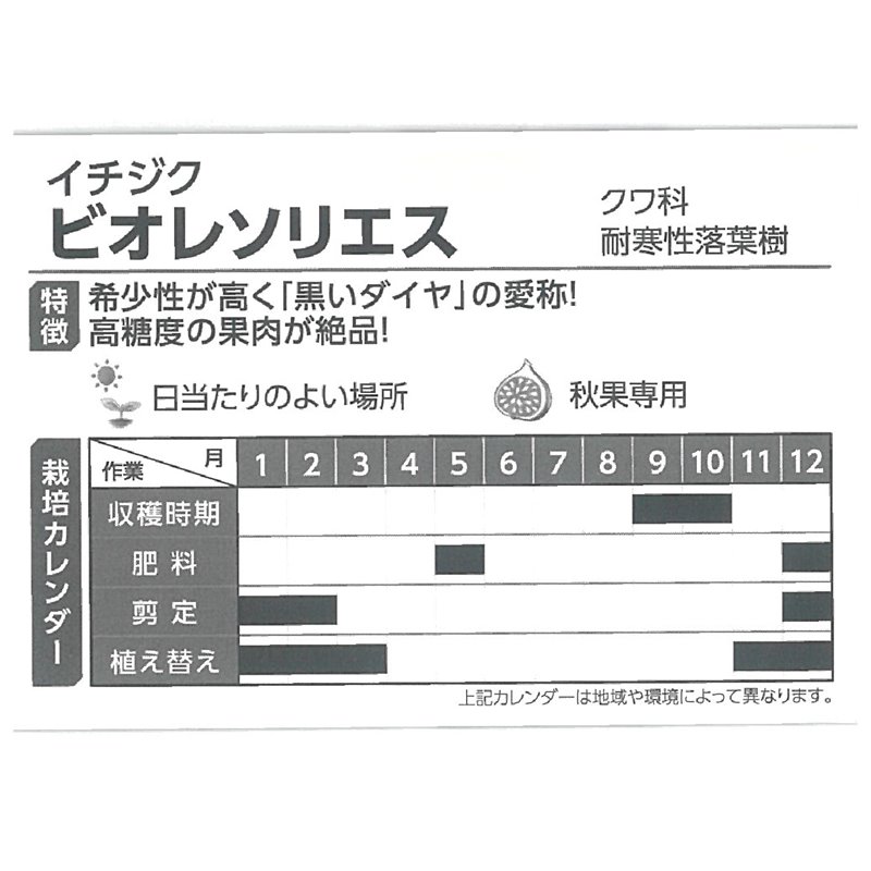 イチジク ビオレソリエス 6号 ※実無し｜果樹10-TU | 果樹,イチジク