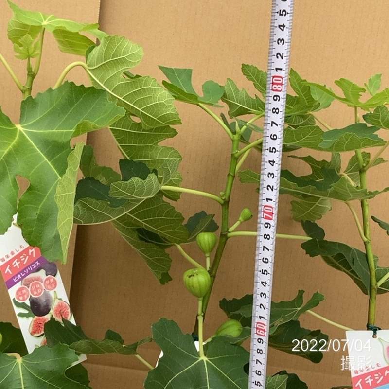 イチジク ビオレソリエス 6号 ※実無し｜果樹10-TU | 果樹,イチジク