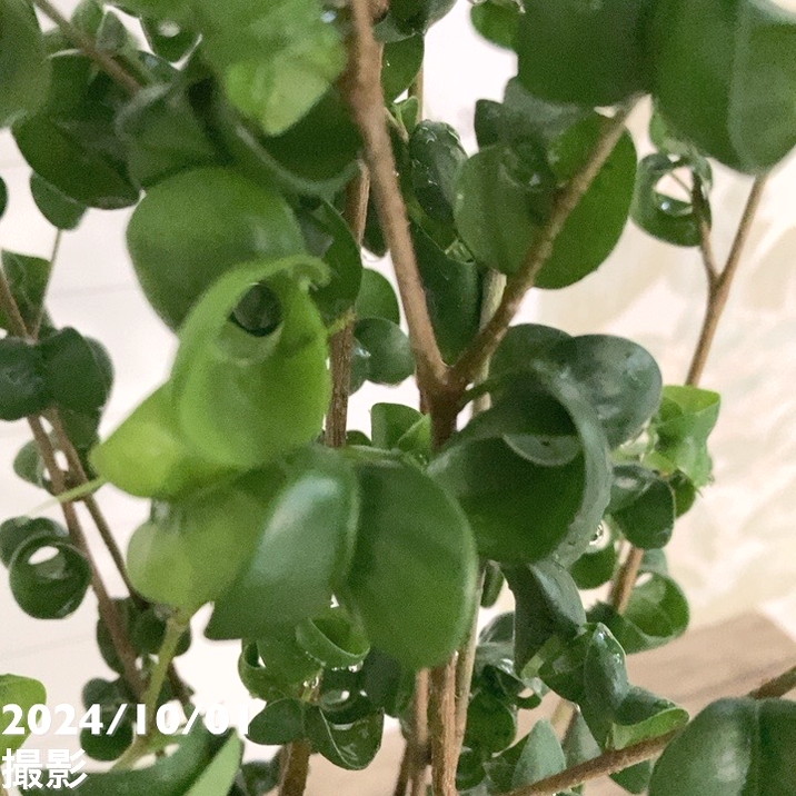 フィカス ベンジャミナ バロック 5号 PVP|観葉04-PA