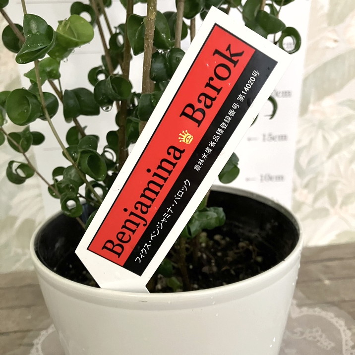 フィカス ベンジャミナ バロック 5号 PVP|観葉04-PA