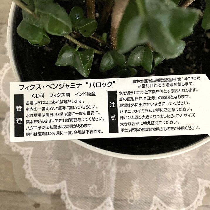 フィカス ベンジャミナ バロック 5号 PVP|観葉04-PA