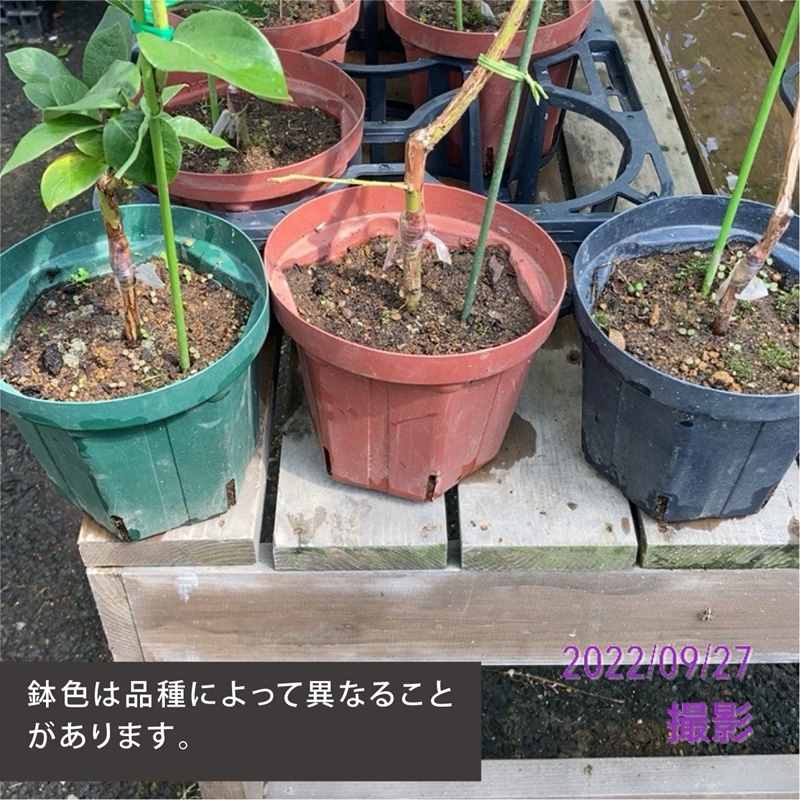 ブルーベリー 鉢植え 苗木 4本セット