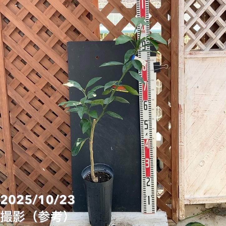 清見オレンジ 5号ロングポット 2年生苗｜柑橘｜果樹04-PA | 果樹,柑橘