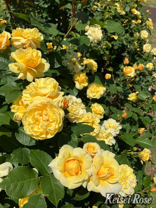 バラ大苗 スマイル・ハニー・ローズ/くまのプーさん 4.5号ロングポット