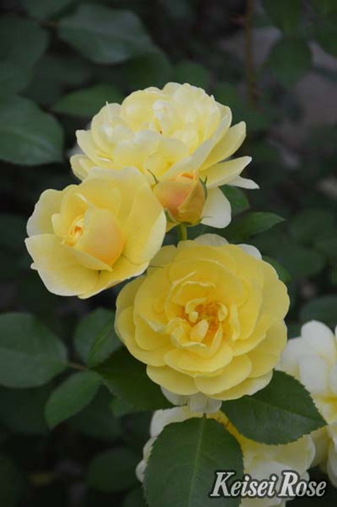 バラ大苗 スマイル・ハニー・ローズ/くまのプーさん 4.5号ロングポット