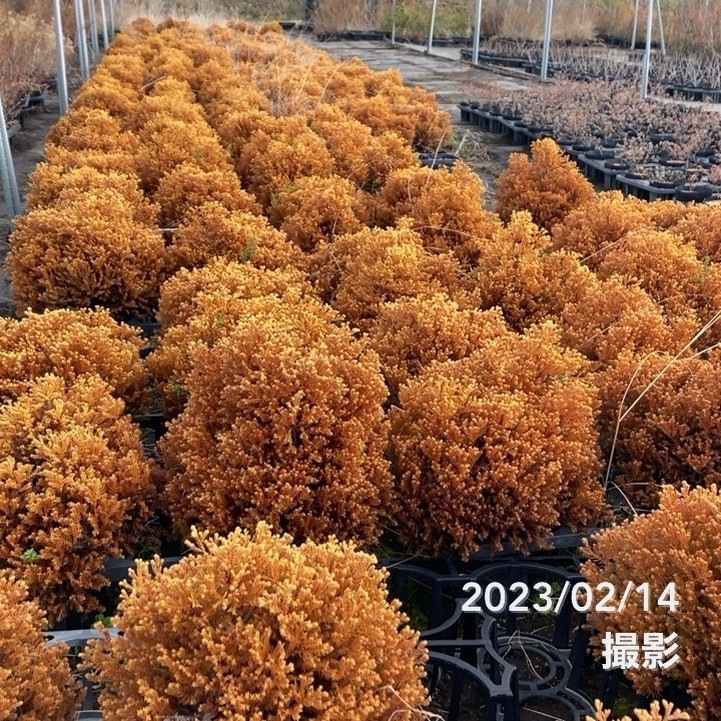 常緑コニファー ラインゴールド 5号大株×3鉢セット ※お届けに10