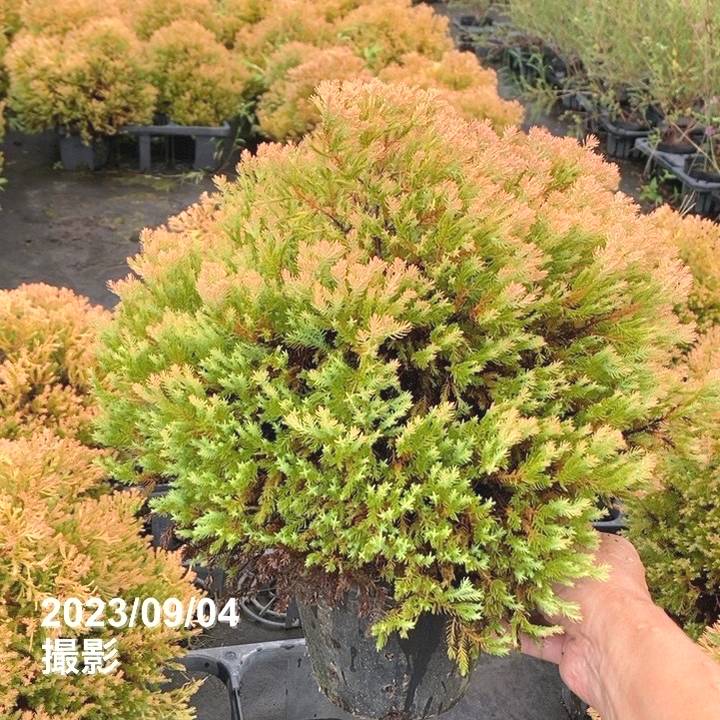 大人兵児帯　マリーゴールド　コニファーのセット 楽天市場】＼50%offクーポンで6,480円⇒3,240円／ 浴衣 セット