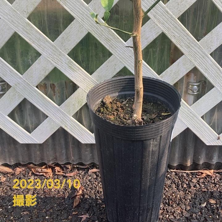 ユズ トゲなし本柚子 5号 ロングポット 2年生｜柑橘｜果樹04-PA | 果樹