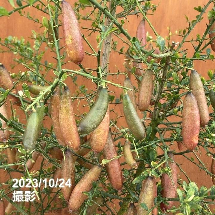 実付き！超大株 フィンガーライム 10号 ピンクアイス