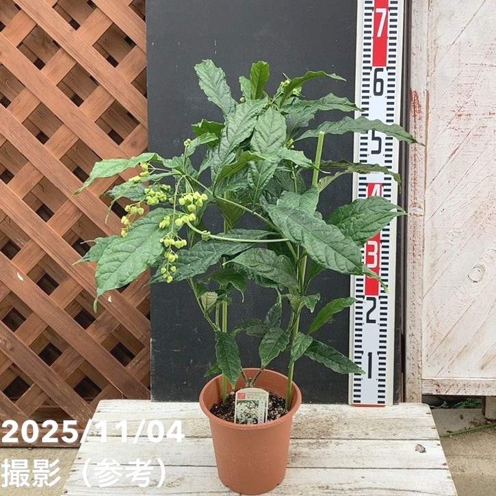 クラリンドウ 挿し木苗 6本/大苗A/E クラリンドウ 5号角鉢｜草花