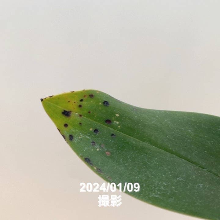 花芽2個＞デボニアナム 5号｜ミツバチ蘭｜洋蘭10-TU | 草花,蘭