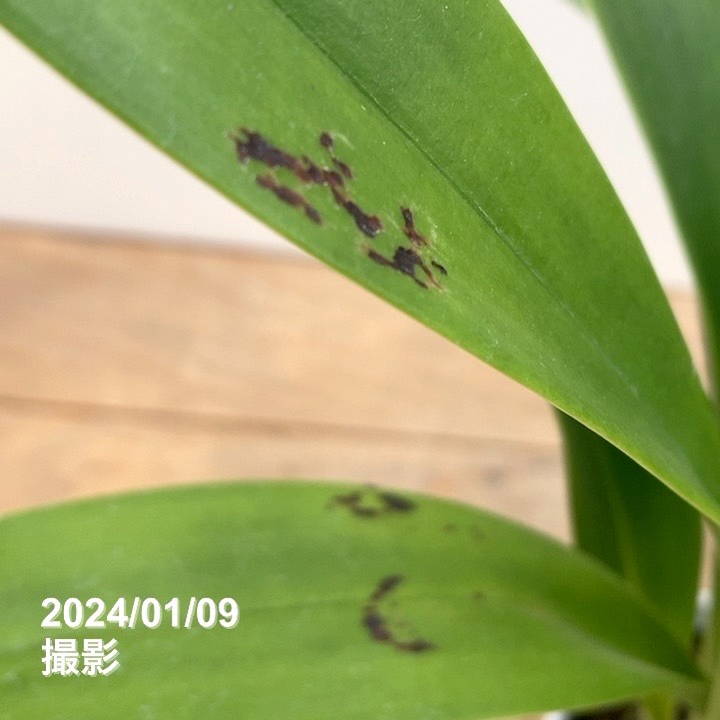 花芽2個＞デボニアナム 5号｜ミツバチ蘭｜洋蘭10-TU | 草花,蘭