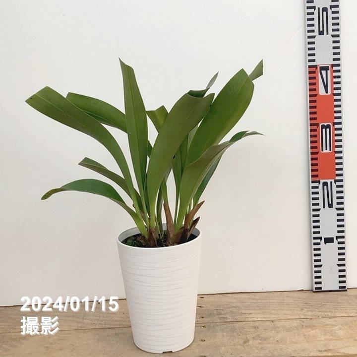 花芽2個＞デボニアナム 5号｜ミツバチ蘭｜洋蘭10-TU | 草花,蘭