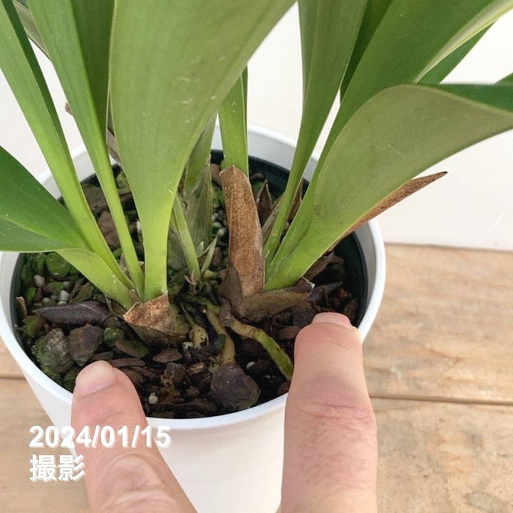 花芽2個＞デボニアナム 5号｜ミツバチ蘭｜洋蘭10-TU | 草花,蘭