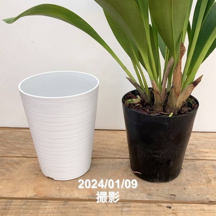 花芽2個＞デボニアナム 5号｜ミツバチ蘭｜洋蘭10-TU | 草花,蘭