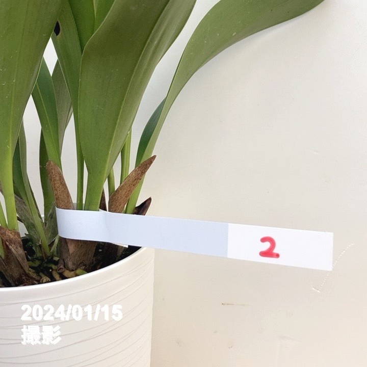 花芽2個＞デボニアナム 5号｜ミツバチ蘭｜洋蘭10-TU | 草花,蘭