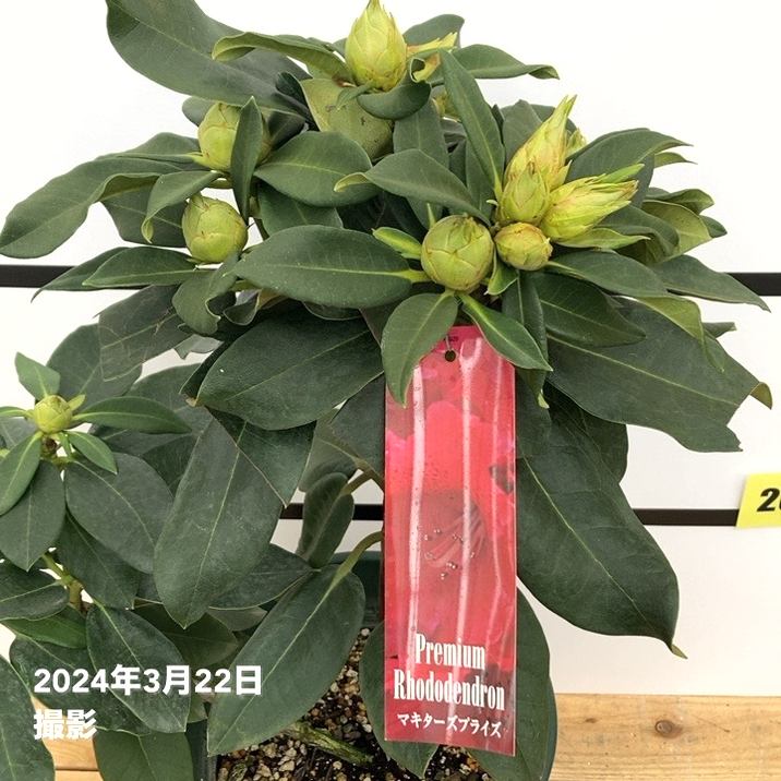 シャクナゲ 8号 マキターズプライズ｜花木10-TU | 花木・庭木