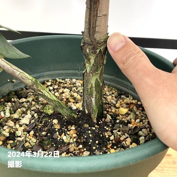 シャクナゲ 8号 マキターズプライズ｜花木10-TU | 花木・庭木