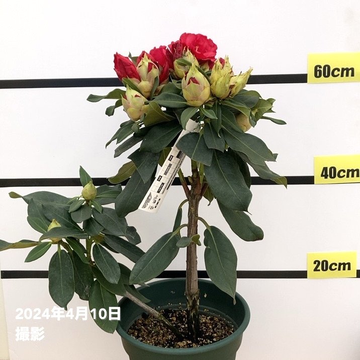 シャクナゲ12寸法ボリュームある写真品物です シャクナゲ 8号 マキターズプライズ｜花木10-TU | 花木・庭木