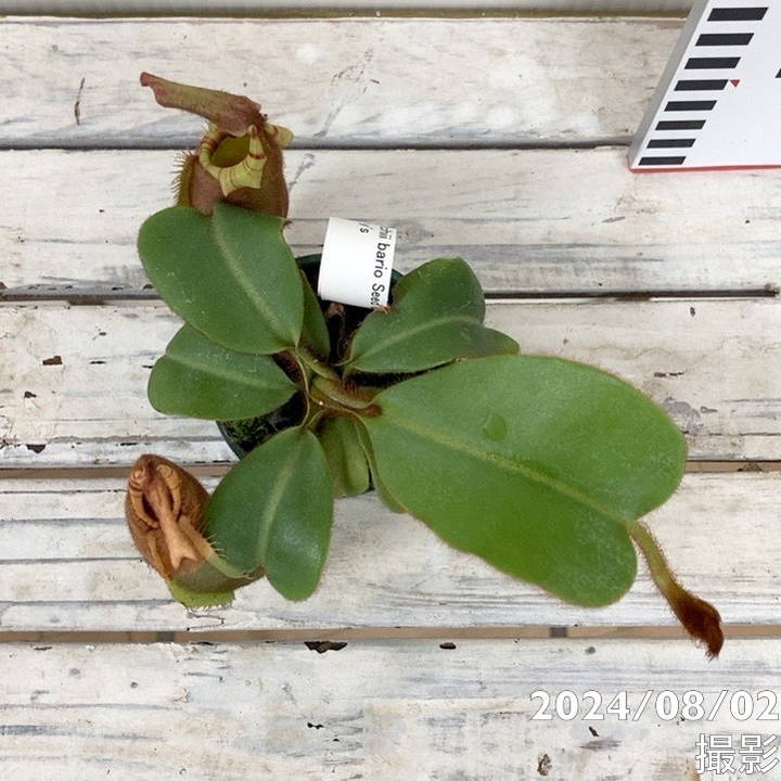 【現品お届け】食虫植物 ウツボカズラ N.veitchii bario Seed Grown x N.veitchii barios y's 2号スリット(Ca6)|観葉04-PA