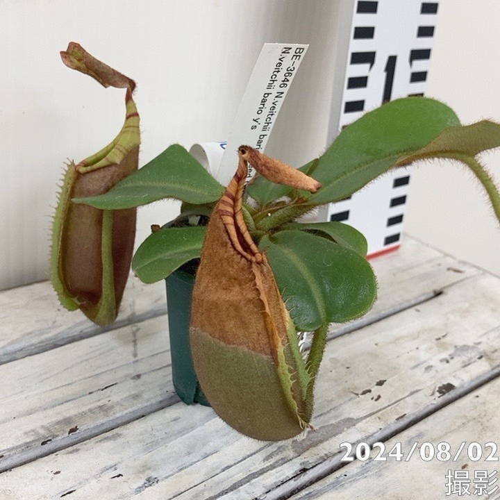 白鯨灯火 限定アイテム 牛乳植物× KYUSHU PLANTS SHOWCASE 白鯨灯火 | 牛乳植物研究所