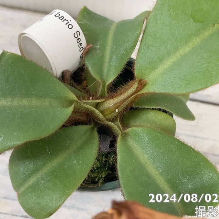 【現品お届け】食虫植物 ウツボカズラ N.veitchii bario Seed Grown x N.veitchii barios y's 2号スリット(Ca6)|観葉04-PA