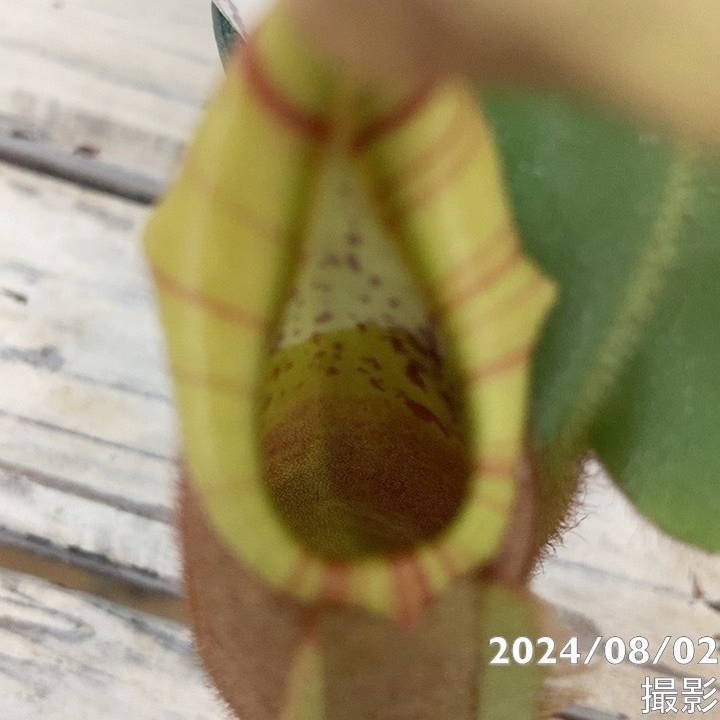 【現品お届け】食虫植物 ウツボカズラ N.veitchii bario Seed Grown x N.veitchii barios y's 2号スリット(Ca6)|観葉04-PA