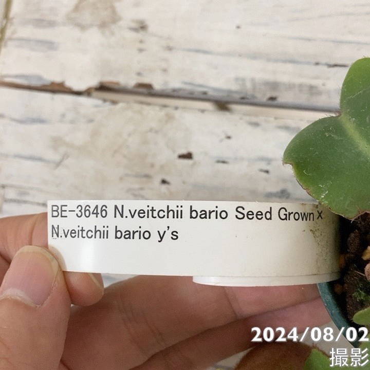 【現品お届け】食虫植物 ウツボカズラ N.veitchii bario Seed Grown x N.veitchii barios y's 2号スリット(Ca6)|観葉04-PA