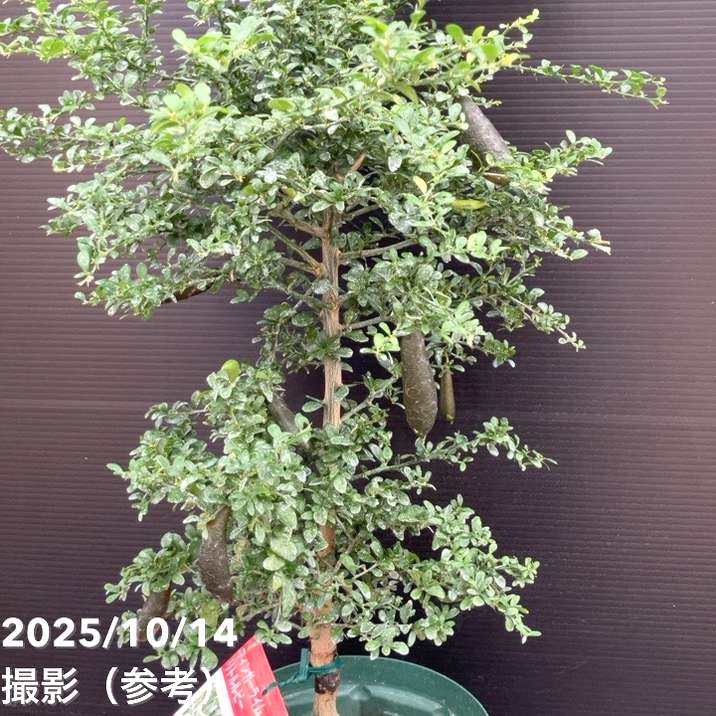 秋セール対象商品】＜実付き＞フィンガーライム 5号ロング