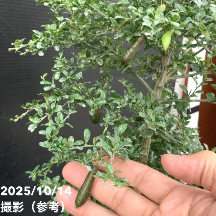 実付き＞フィンガーライム 5号ロングスリット鉢 リトルルビー｜柑橘