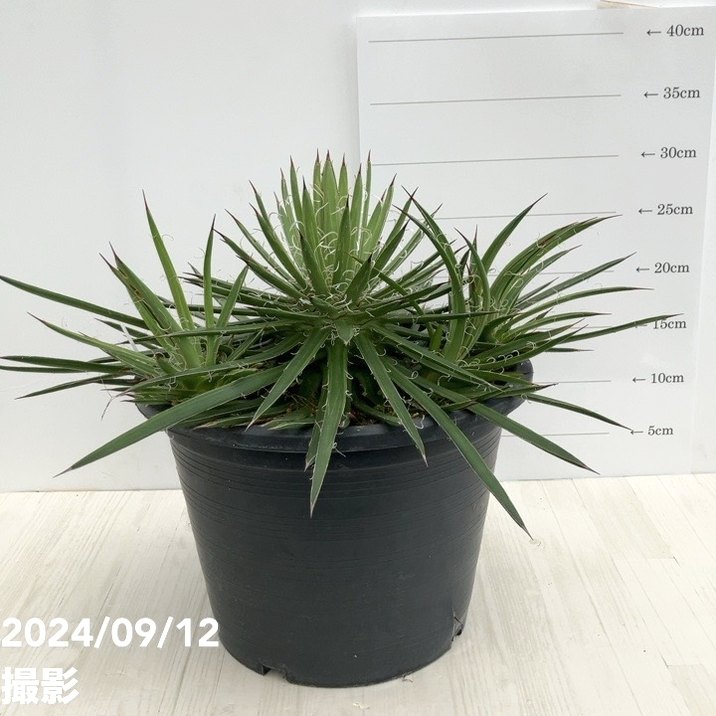 アガベ 滝の白糸　レオポルディ　Agave ユッカ　ヤシ アガベ 滝の白糸 レオポルディ Agave ユッカ ヤシ