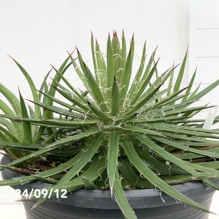 アガベ 滝の白糸　レオポルディ　Agave ユッカ　ヤシ アガベ 滝の白糸 レオポルディ Agave ユッカ ヤシ アガベ 滝の