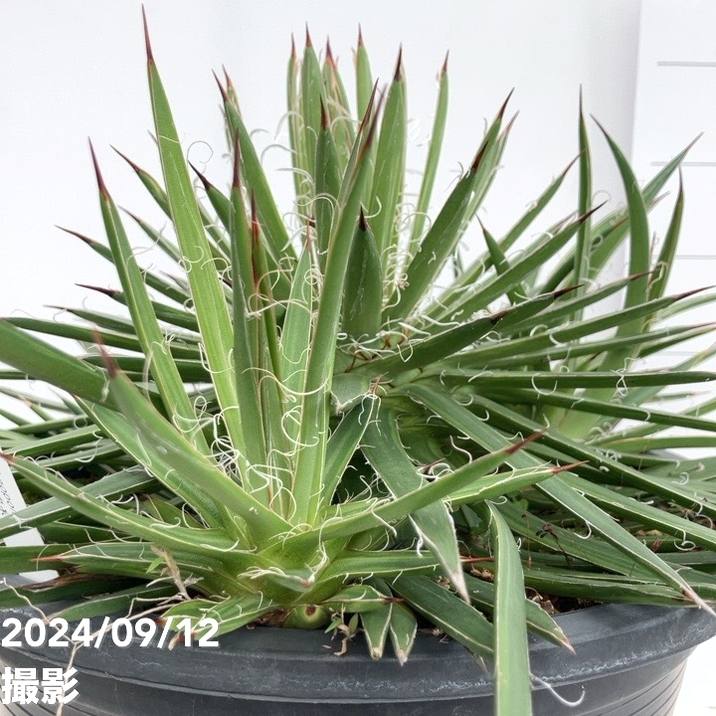 現品お届け】アガベ 8号 レオポルディ 滝の白糸（子株付き）（A1