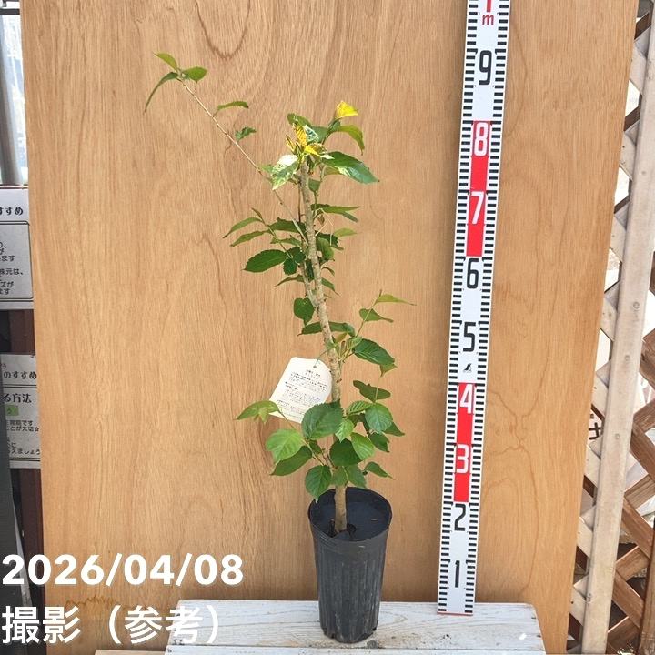 サクランボ 暖地桜桃 4号ロングポット｜果樹04-PA | 果樹,サクランボ