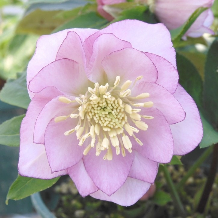 2025年発芽クリスマスローズ赤ちゃん苗 2025年発芽、クリスマスローズ赤ちゃん苗 ♡～あんず～♡様専用、2025